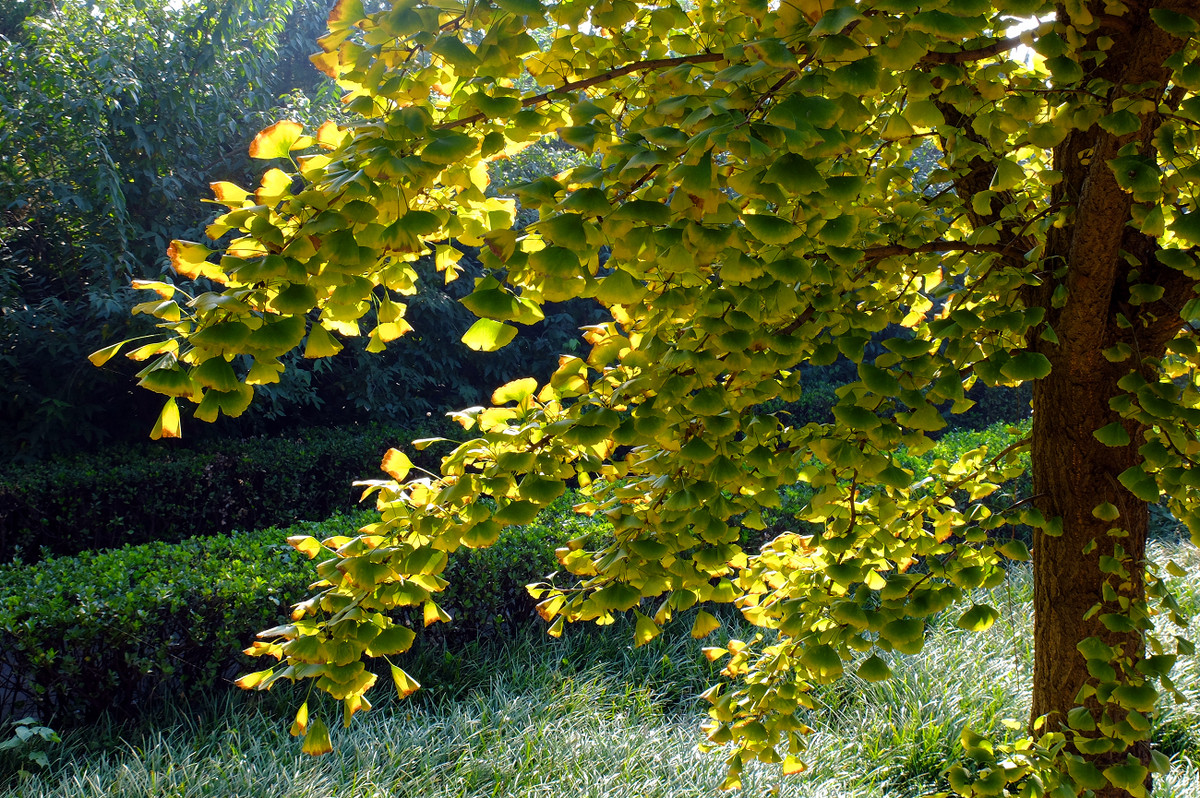 秋游孟州韩园（韩愈墓）