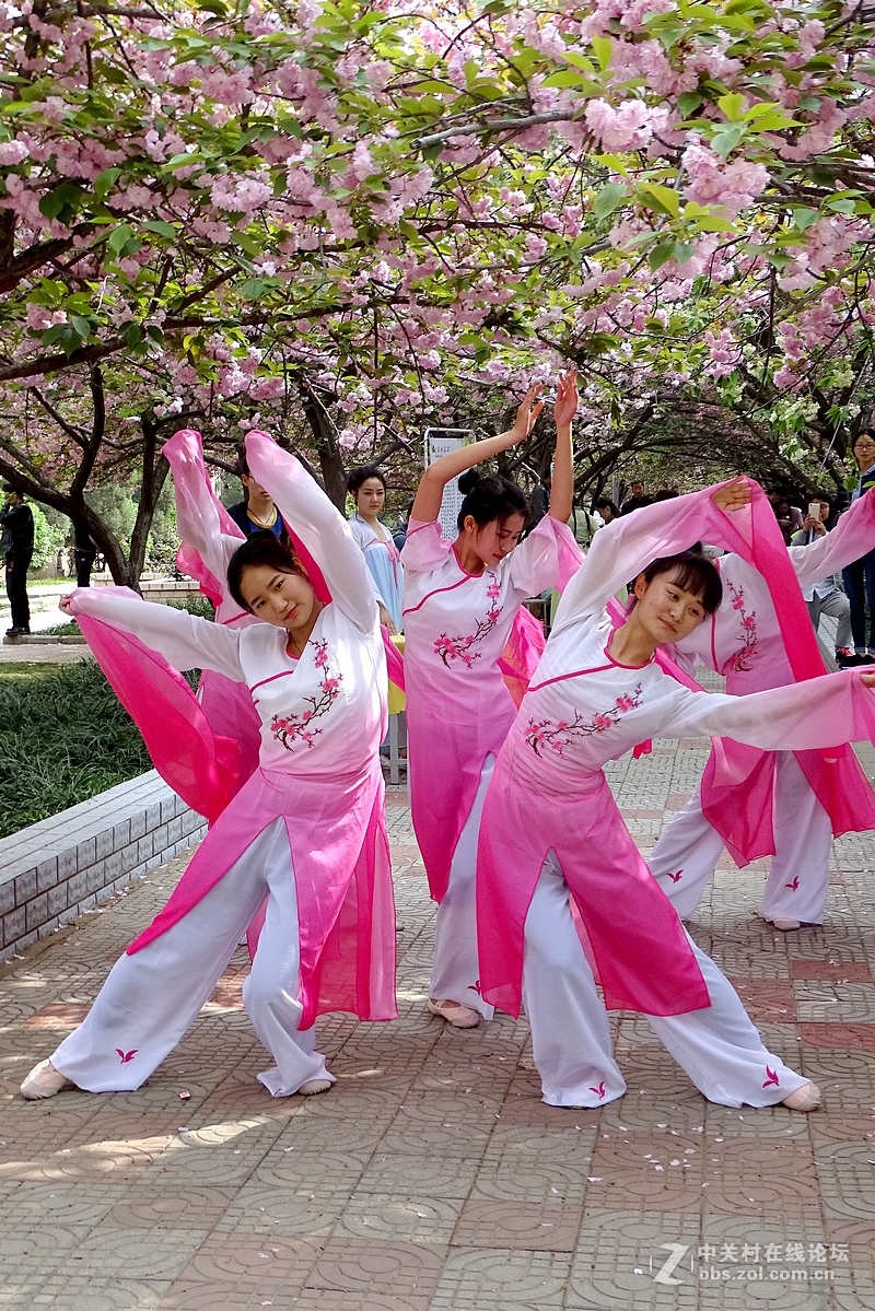 美女与樱花