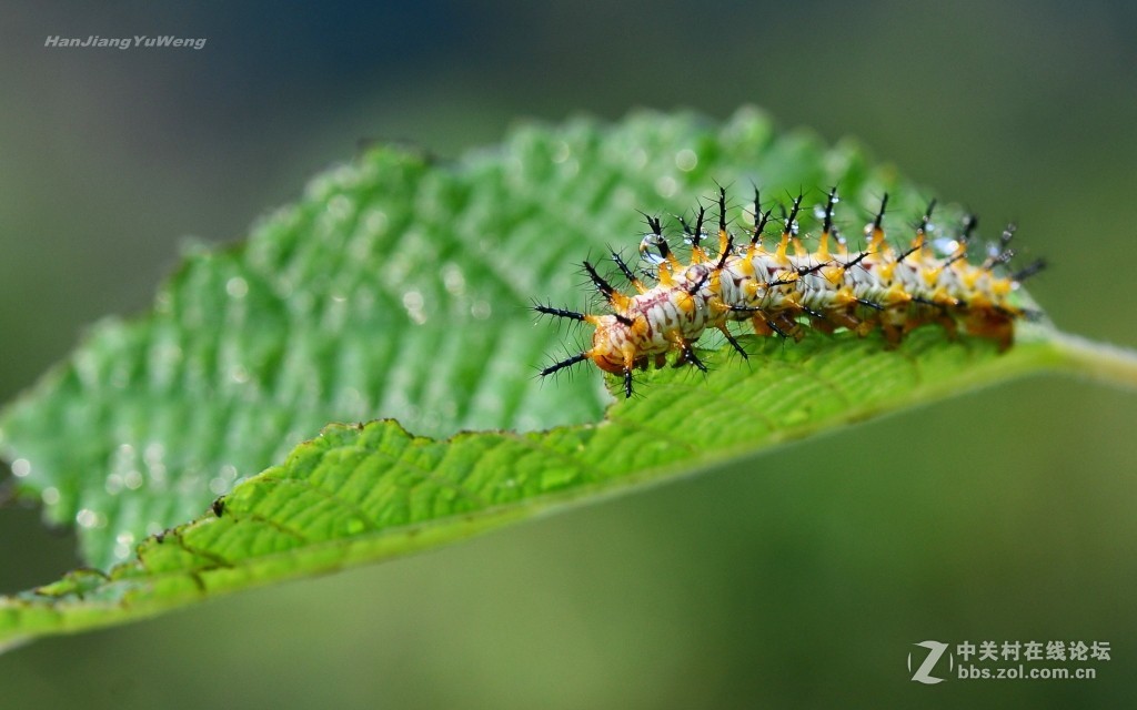 苎麻珍蝶幼虫