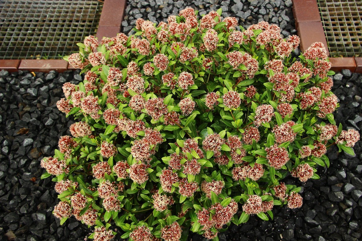 德国汉诺威街头一瞥