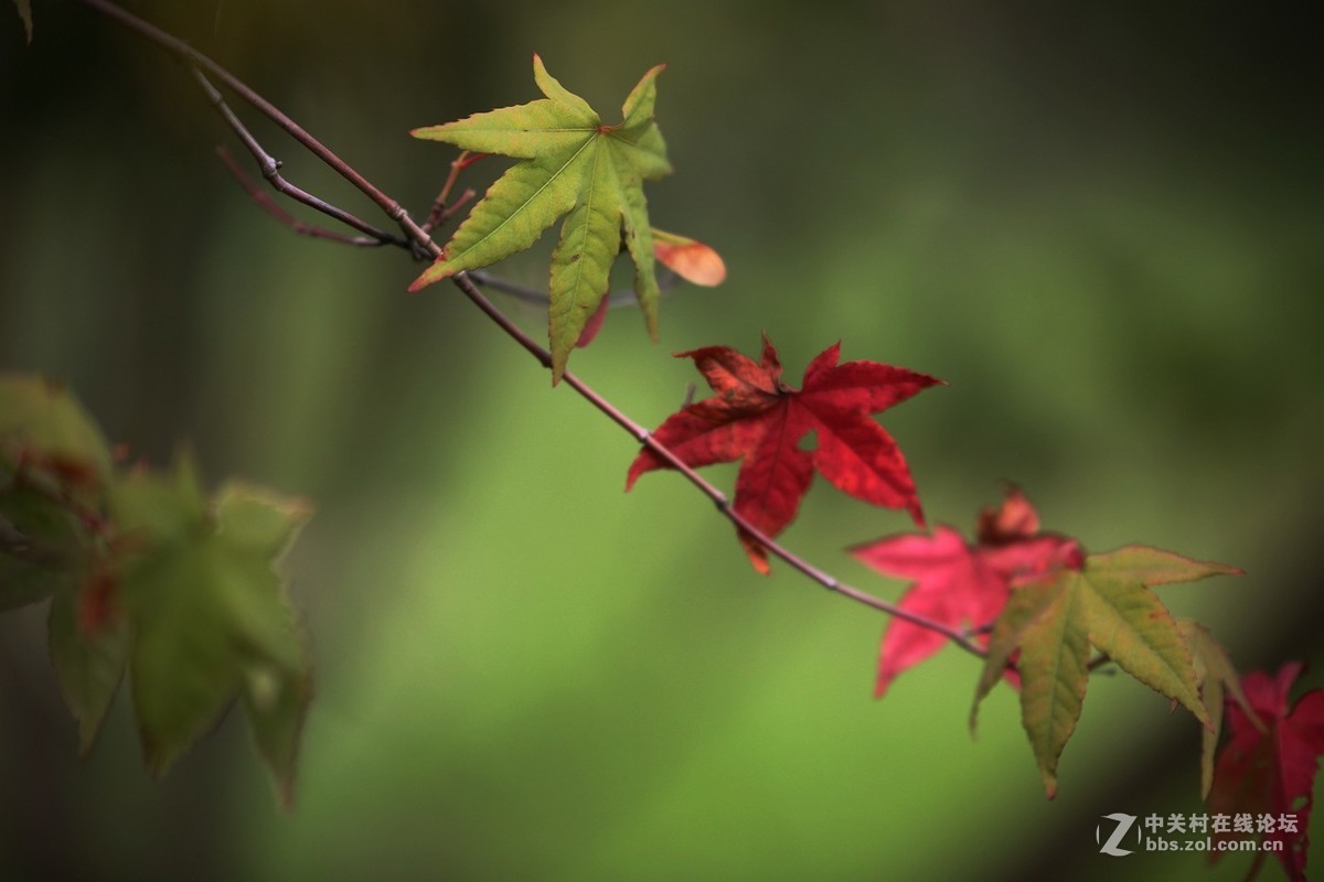 待到枫叶...........