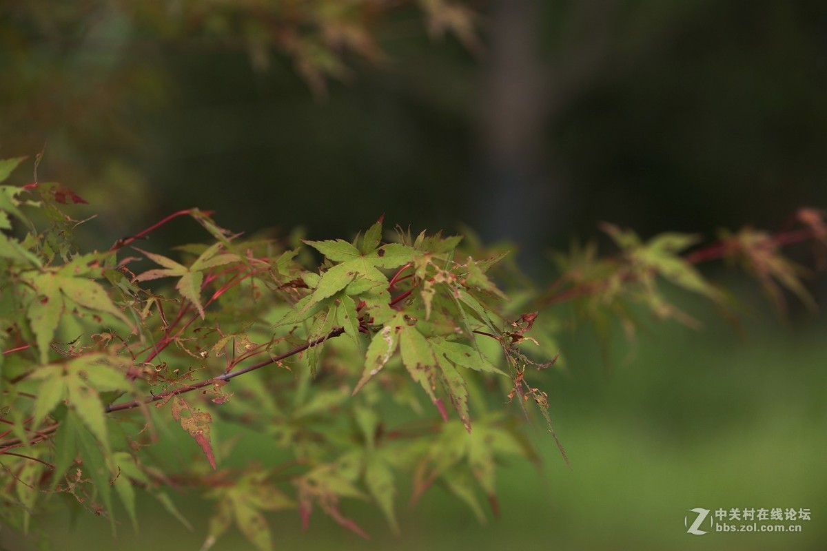 待到枫叶...........