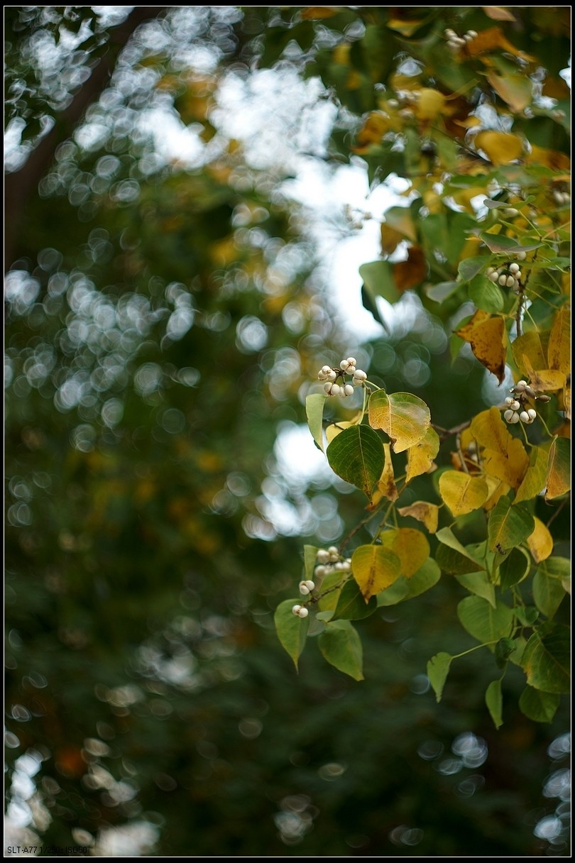 【无题】-焦外旋转9P