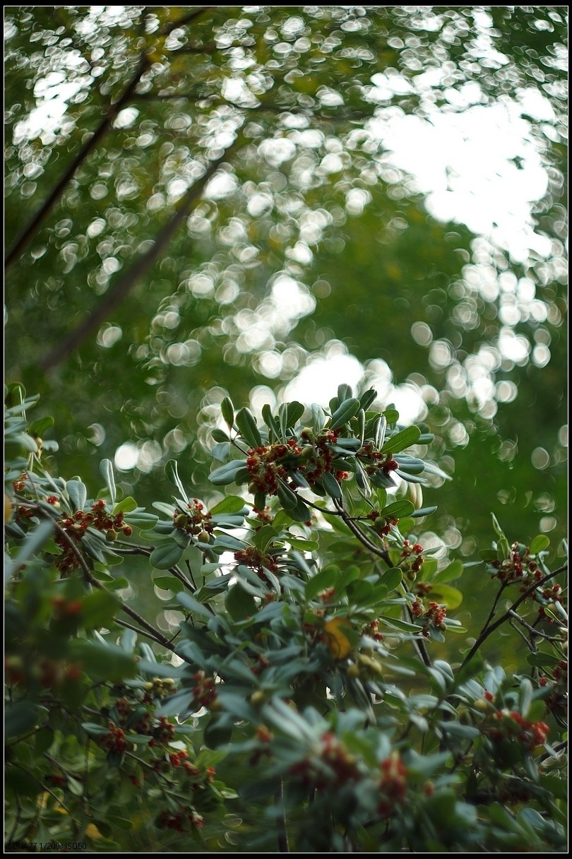 【无题】-焦外旋转9P