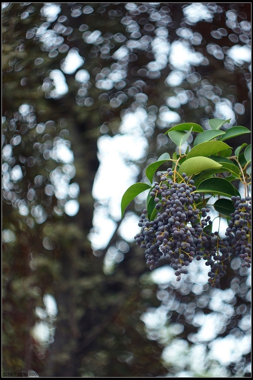 【无题】-焦外旋转9P