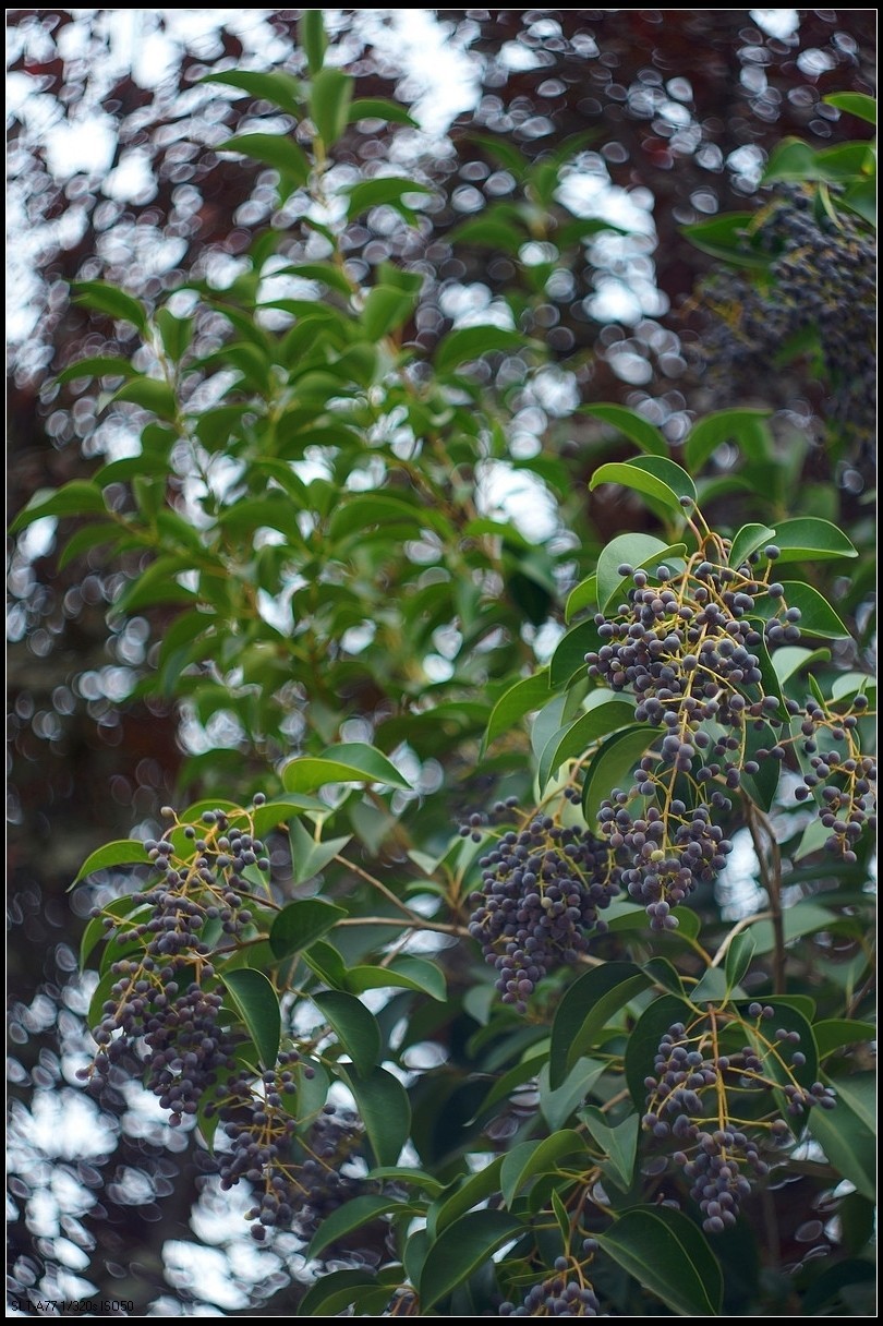 【无题】-焦外旋转9P