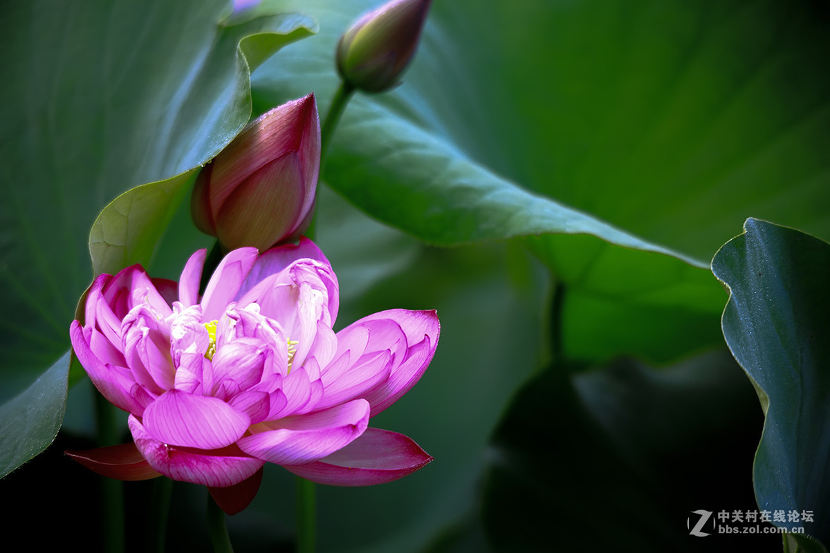 【线上技术分享】我的荷花摄影经验分享
