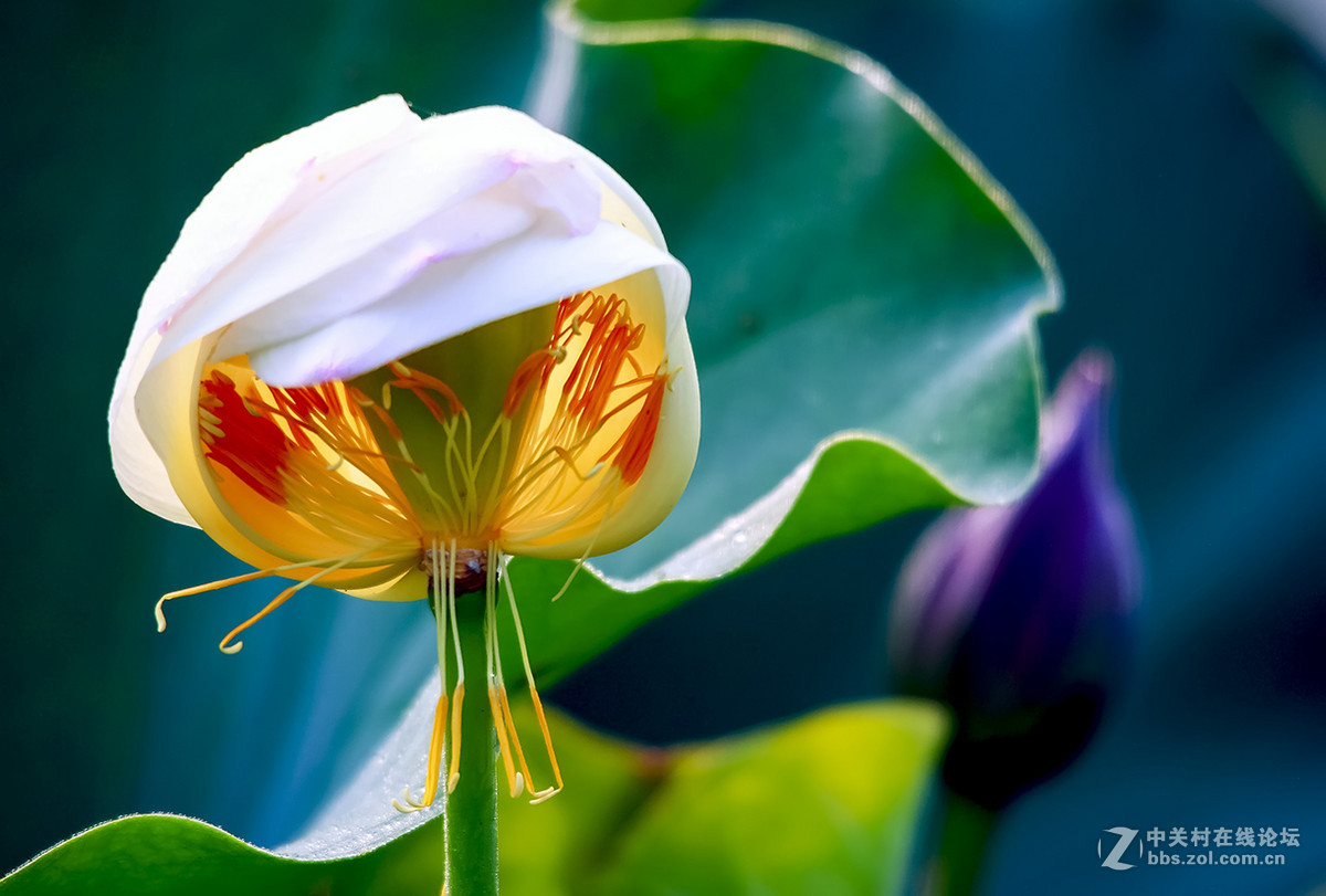 【线上技术分享】我的荷花摄影经验分享