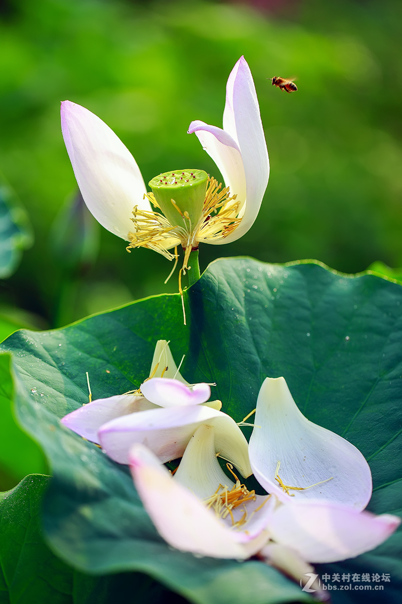 【线上技术分享】我的荷花摄影经验分享