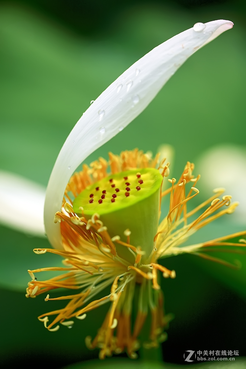 【线上技术分享】我的荷花摄影经验分享