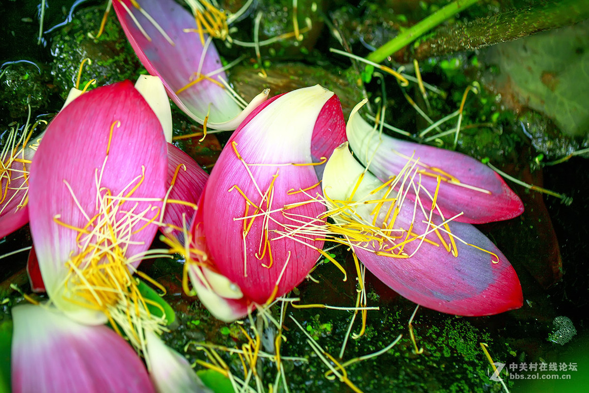 【线上技术分享】我的荷花摄影经验分享