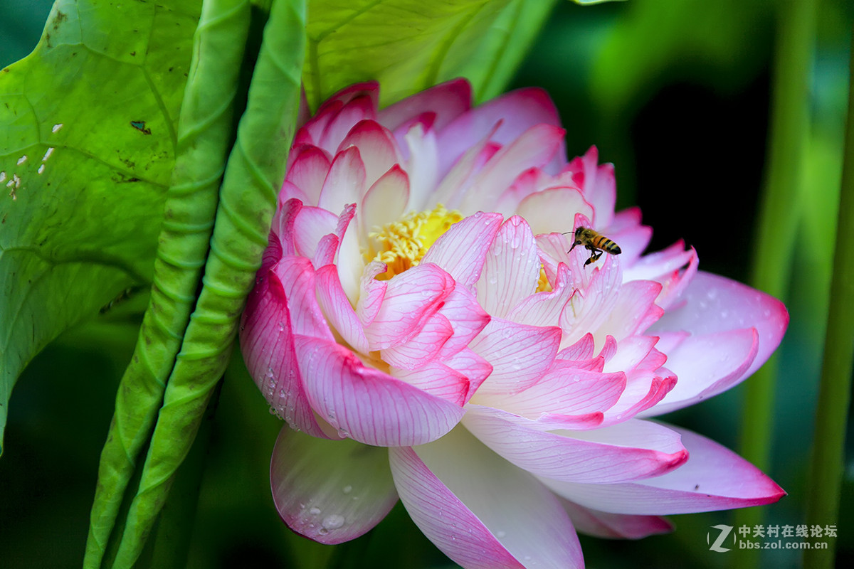 【线上技术分享】我的荷花摄影经验分享