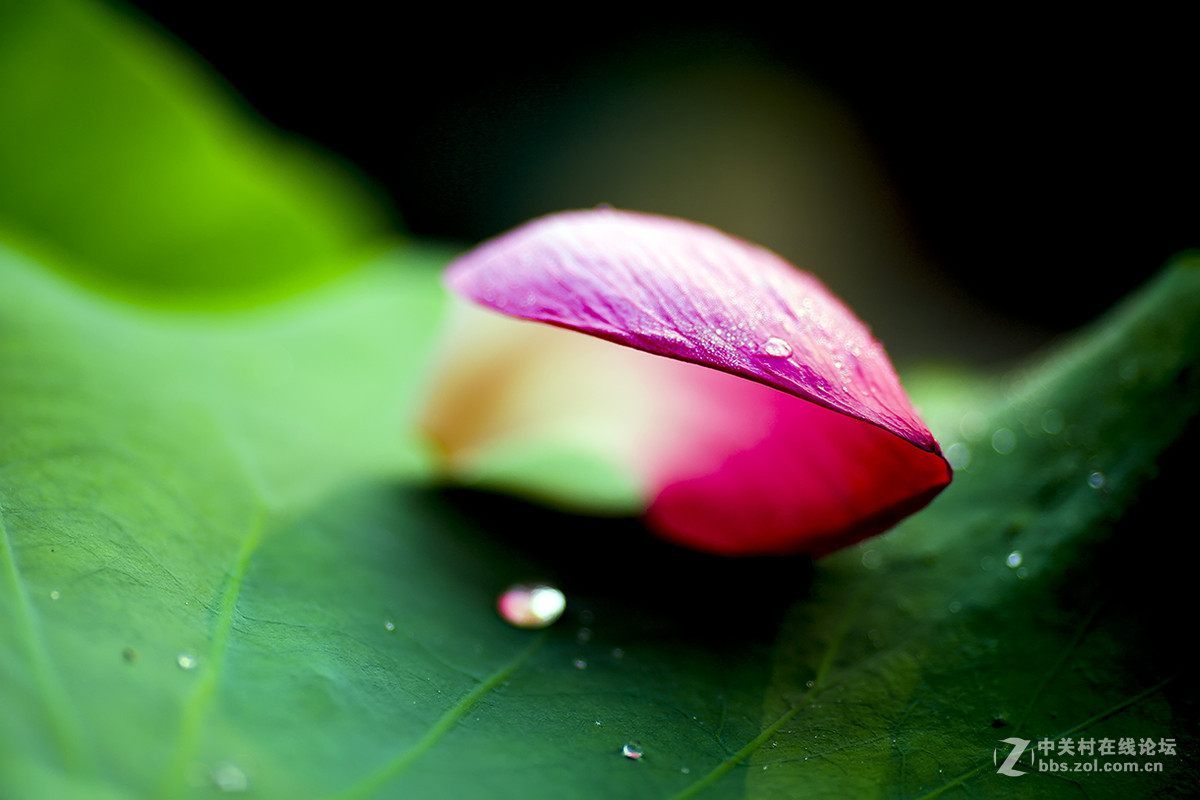 【线上技术分享】我的荷花摄影经验分享