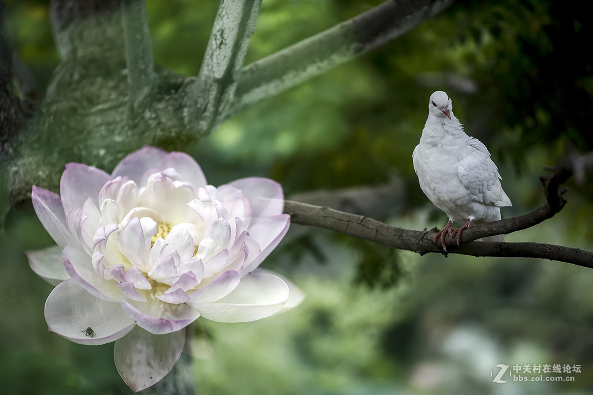 【线上技术分享】我的荷花摄影经验分享