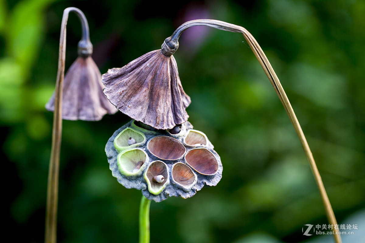 【线上技术分享】我的荷花摄影经验分享
