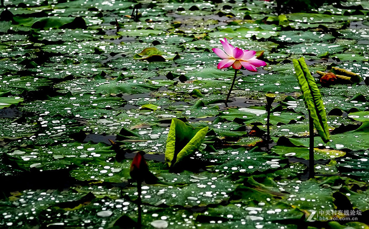 【线上技术分享】我的荷花摄影经验分享