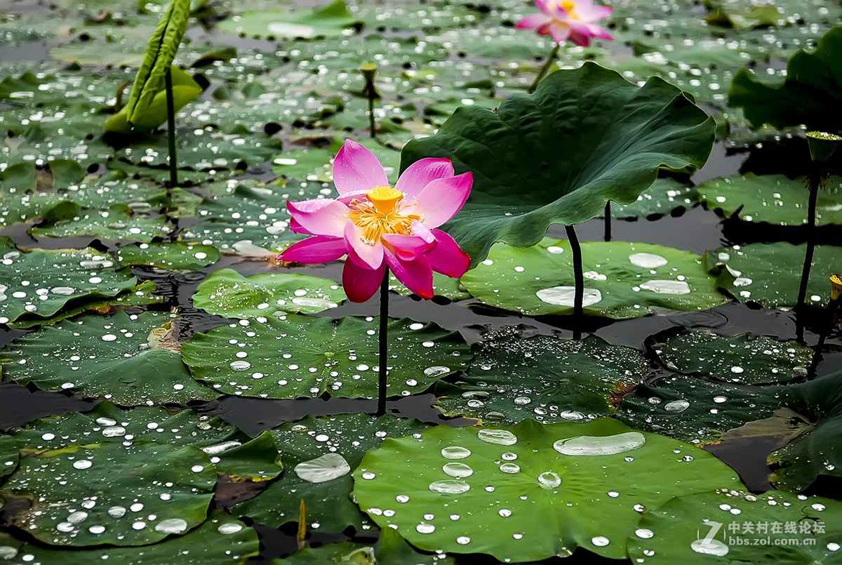 【线上技术分享】我的荷花摄影经验分享