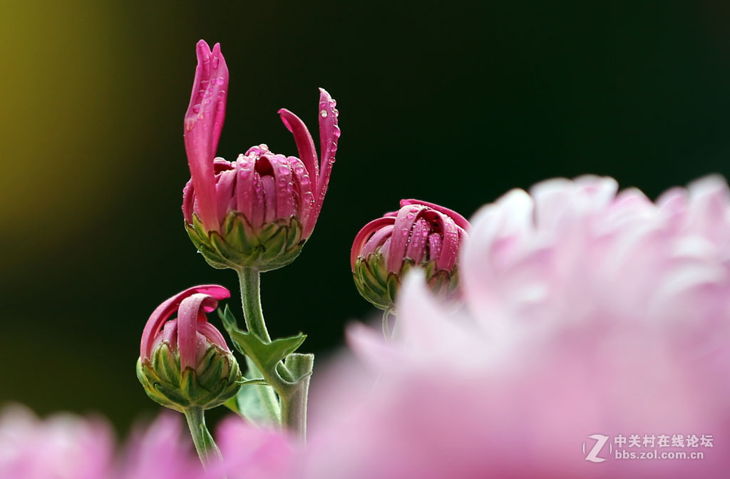 一组【九月菊】看望版主好友。