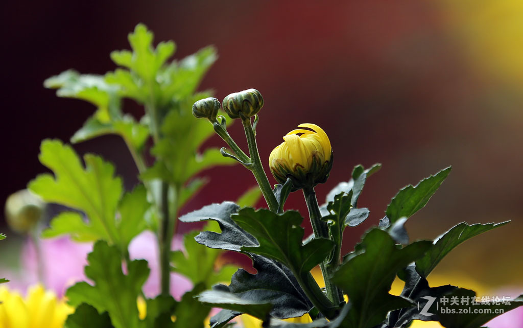 一组【九月菊】看望版主好友。