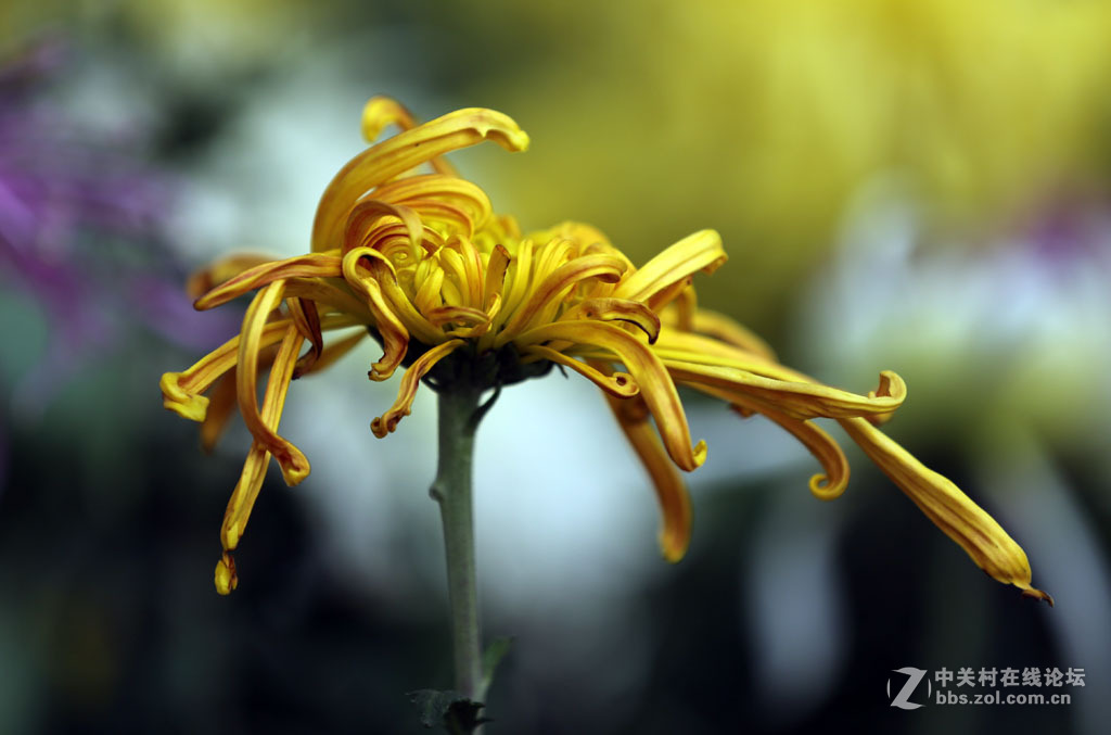 一组【九月菊】看望版主好友。