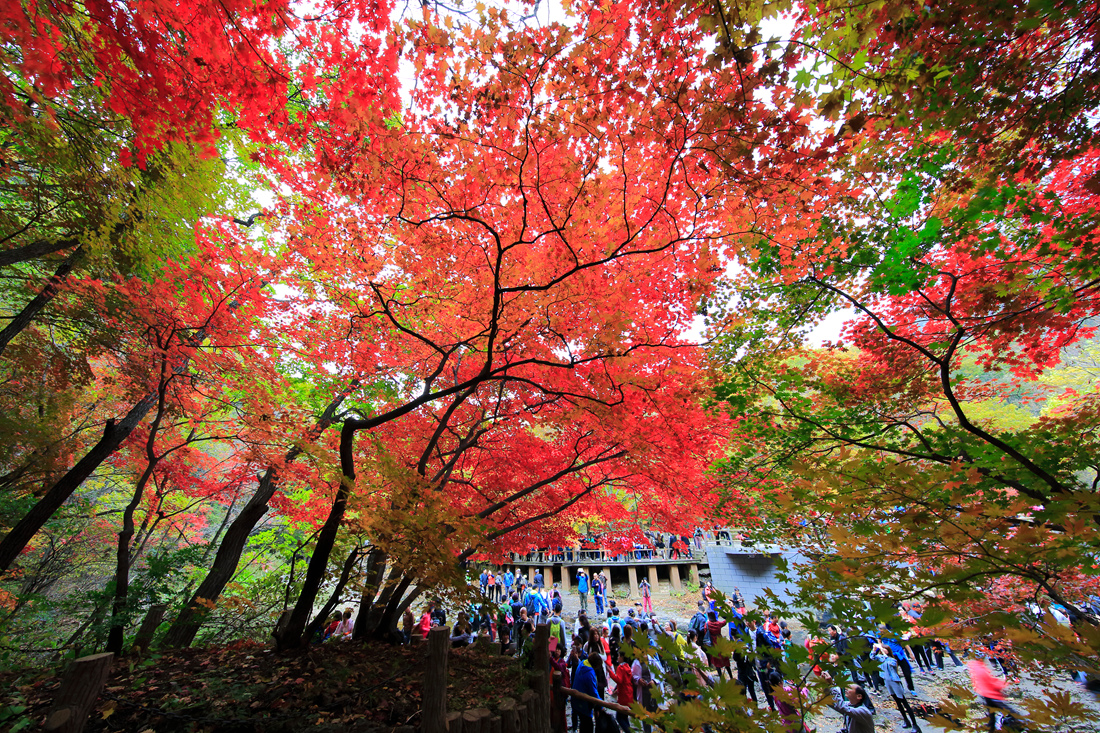 本溪楓葉紅似火關門山