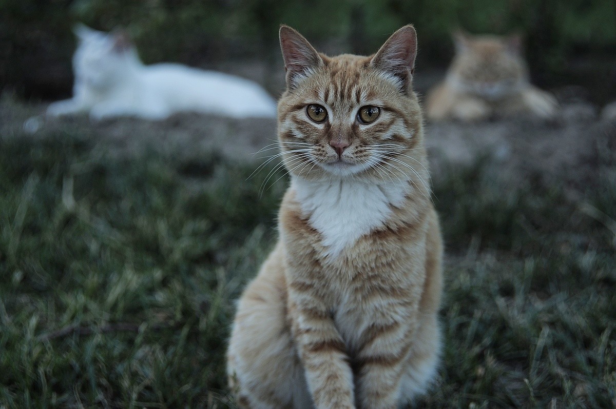 猫----我的地盘，闲人免进！