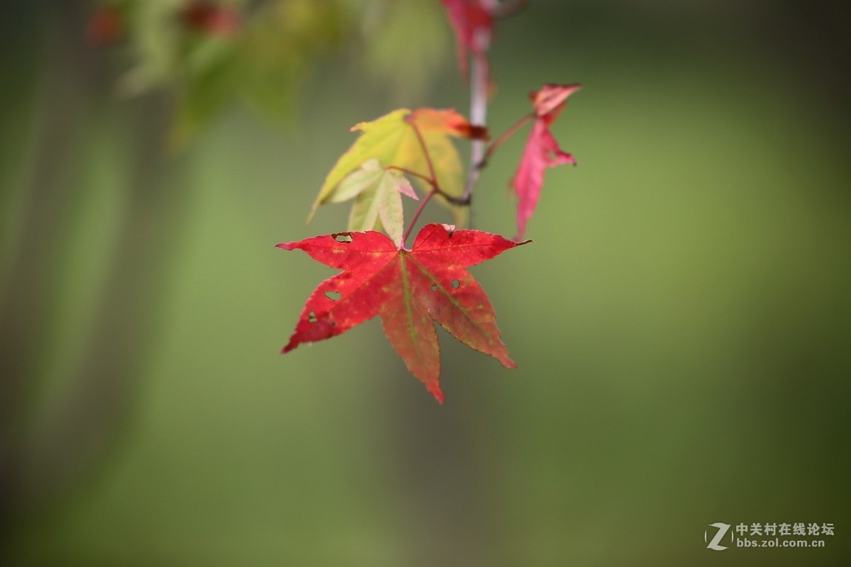 待到枫叶...........