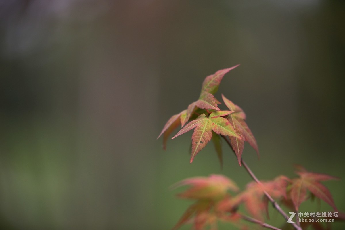 待到枫叶...........