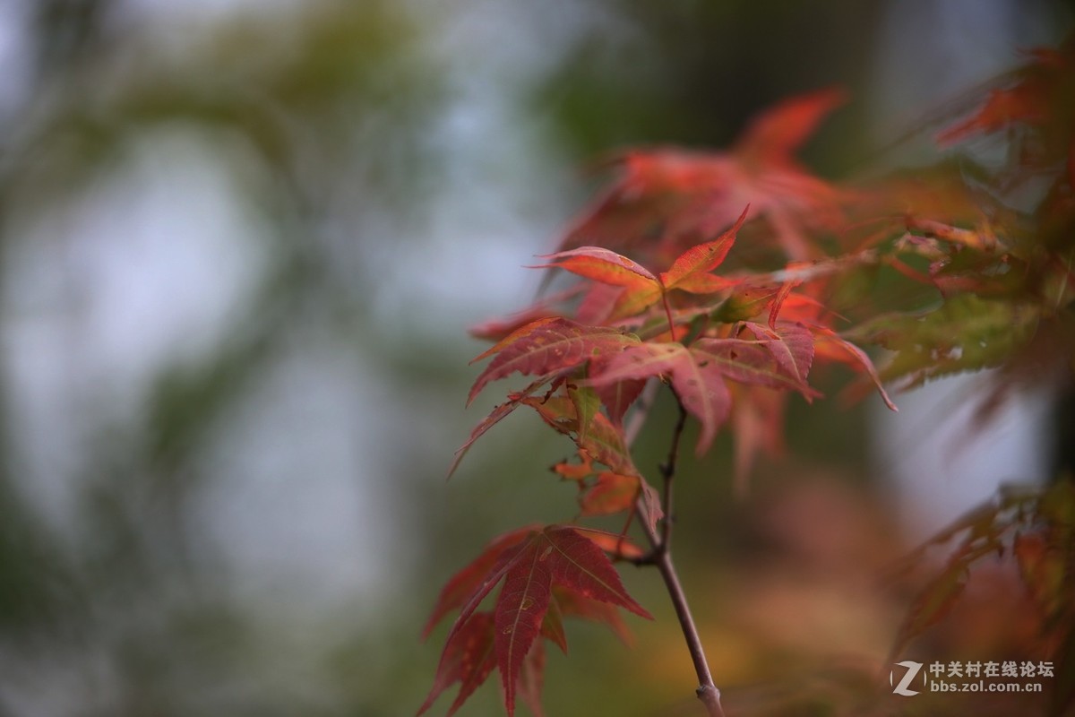 待到枫叶...........