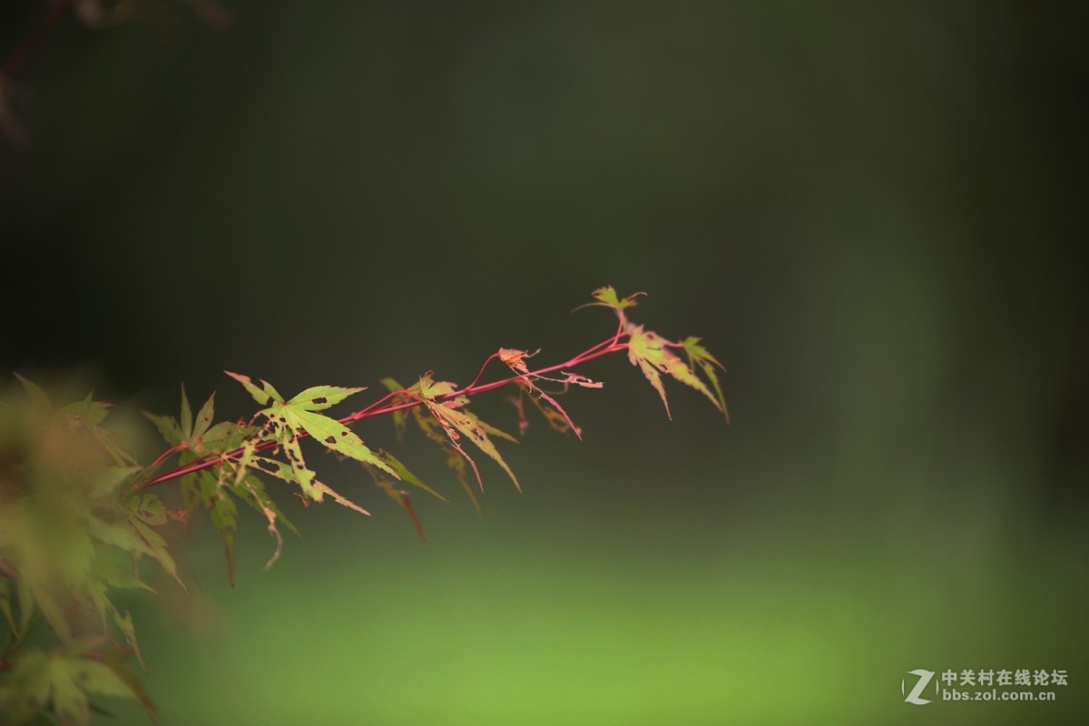 待到枫叶...........