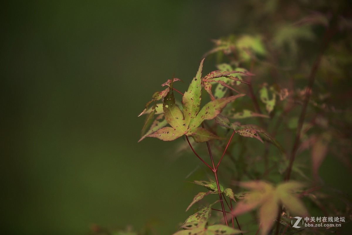待到枫叶...........