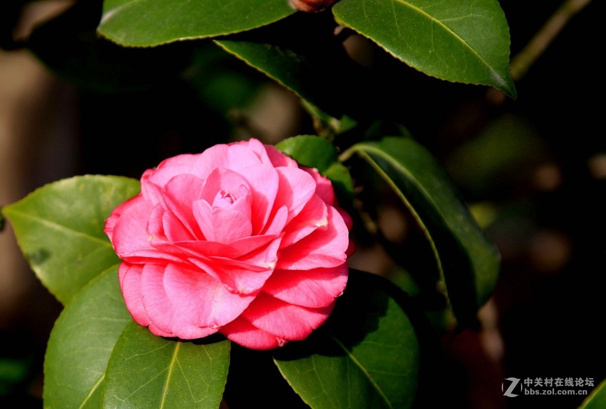 山茶花