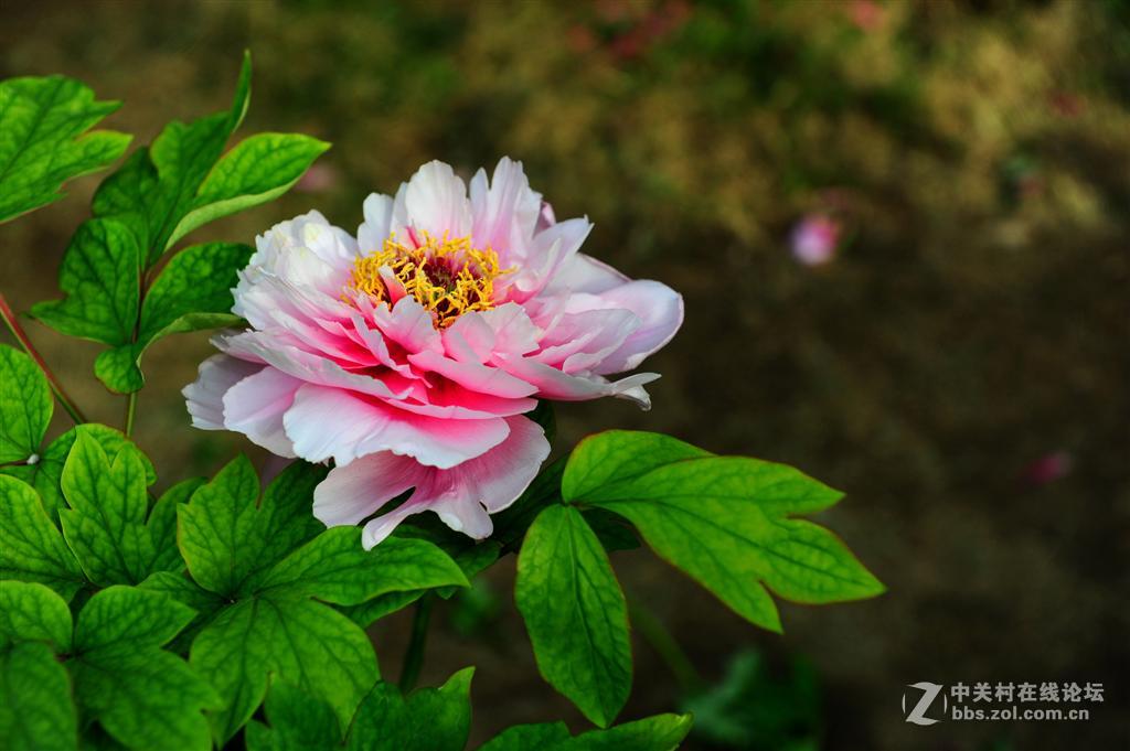 #我的2015摄影总结#+2015年花卉篇