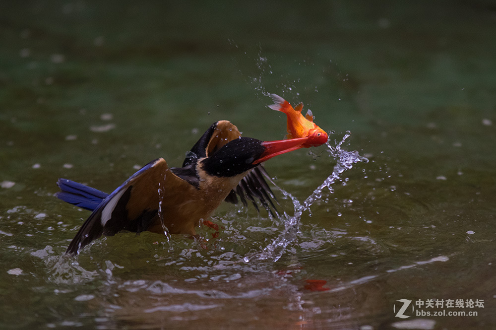 #ZOL月赛-你好2016#+尝试“打鸟”