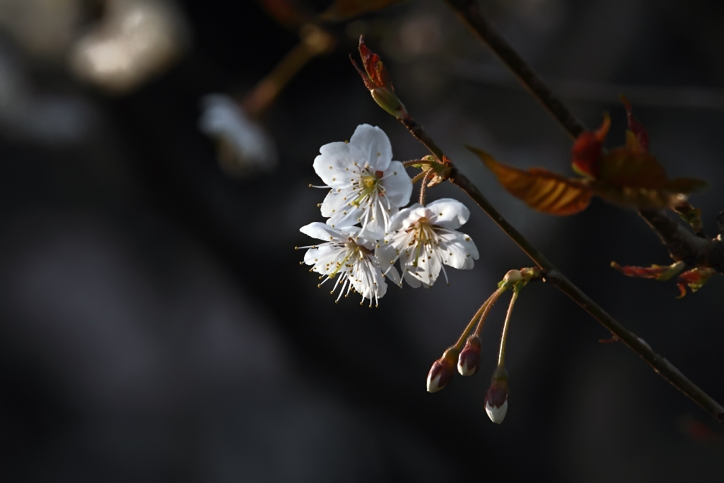 发一组迊春樱桃花致欠诸位好友……