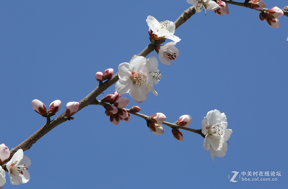 #佳能月赛-与佳能一起去踏青#5D3首秀！早春！