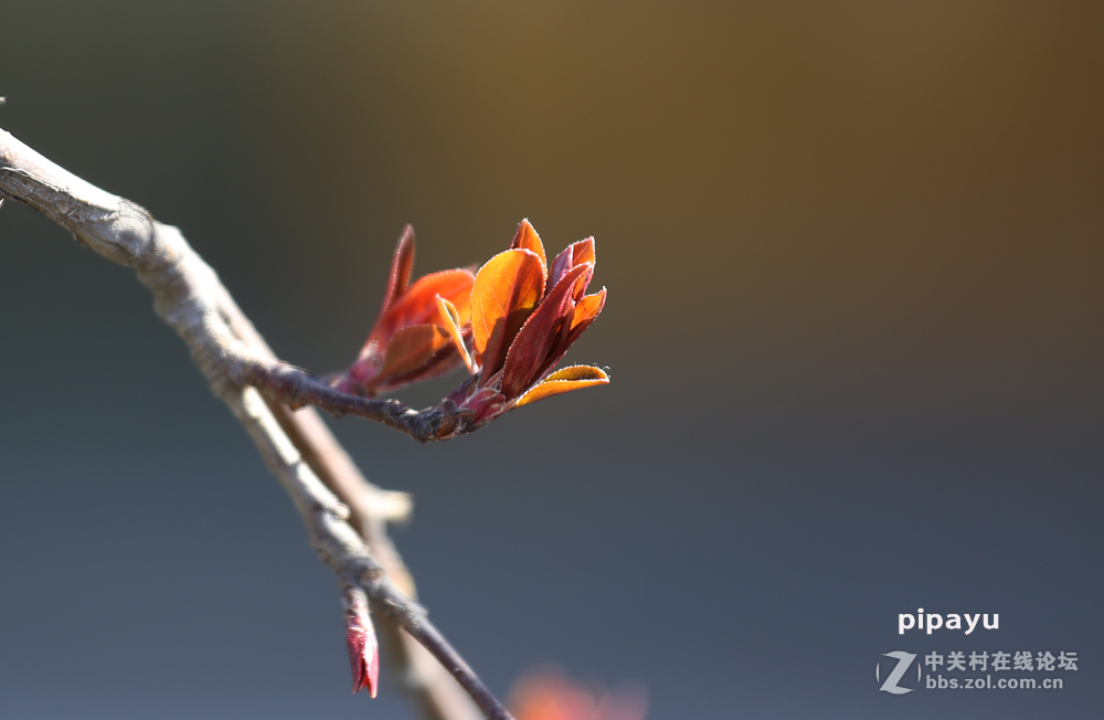 #佳能月赛-与佳能一起去踏青#5D3首秀！早春！