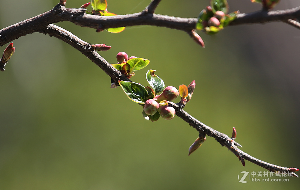 #佳能月赛-与佳能一起去踏青#5D3首秀！早春！