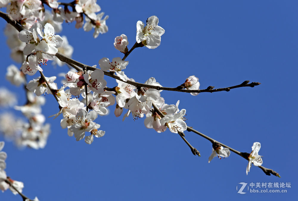 #佳能月赛-与佳能一起去踏青#5D3首秀！早春！