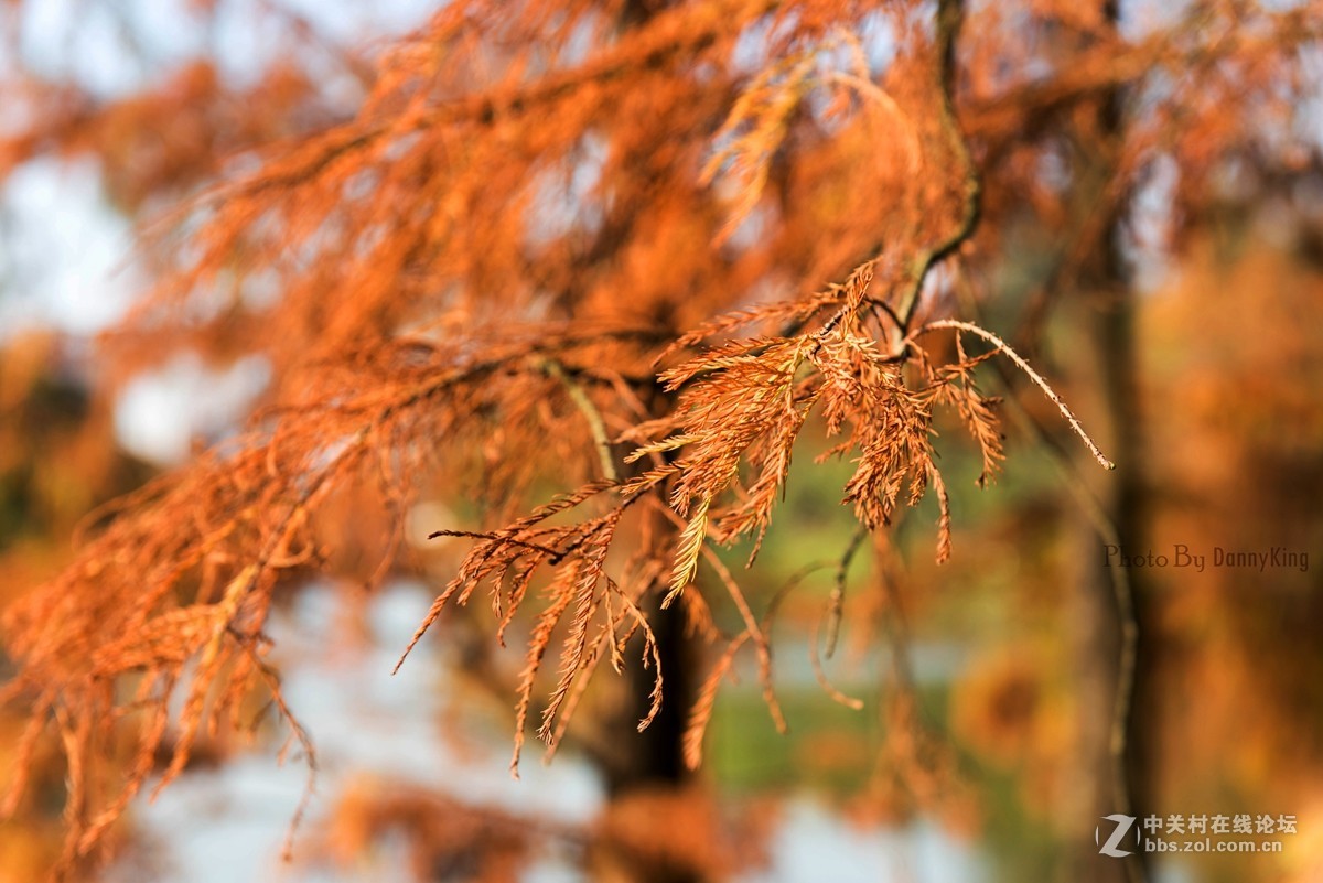 2017第一貼-------秋色？冬色？