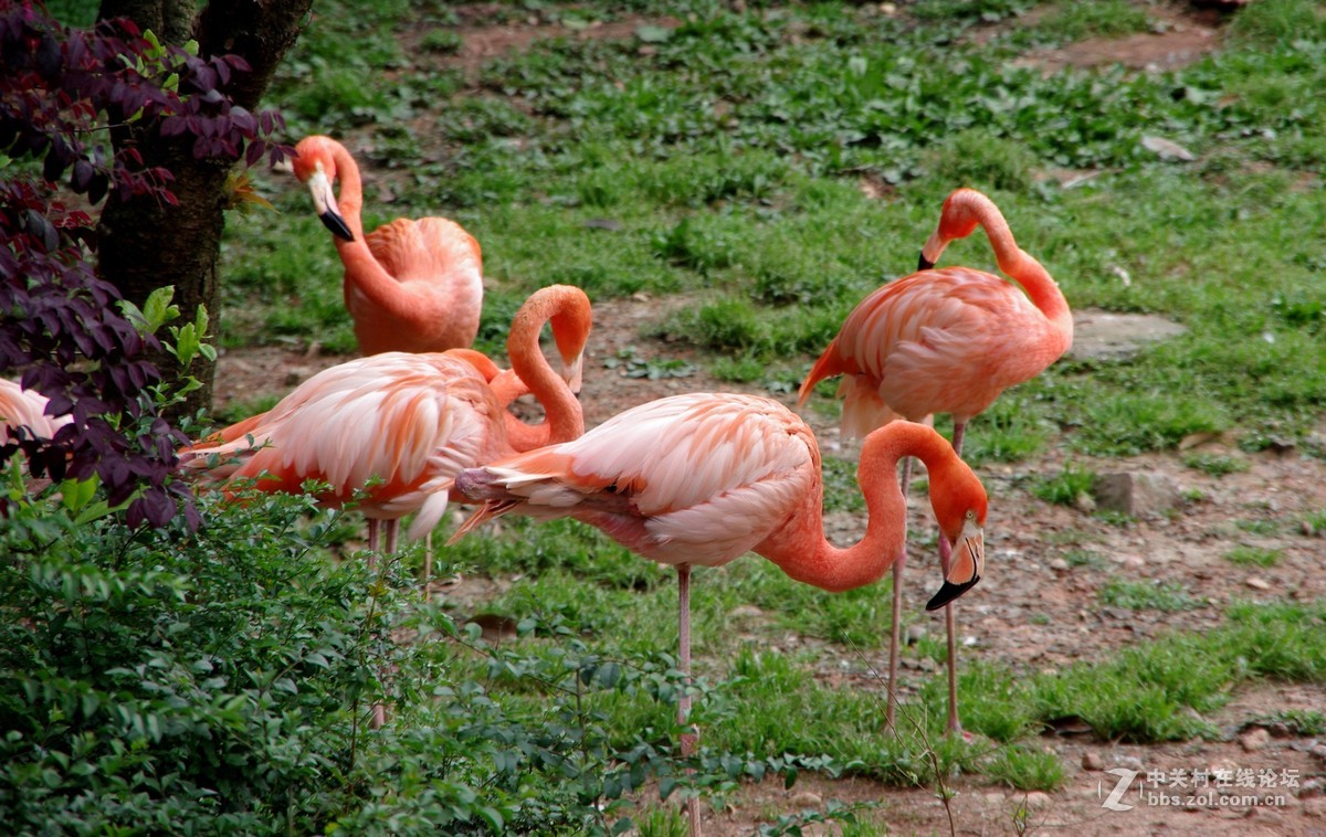 游玩动物园1......