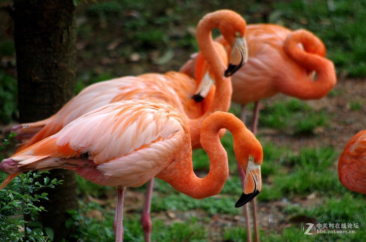 游玩动物园1......