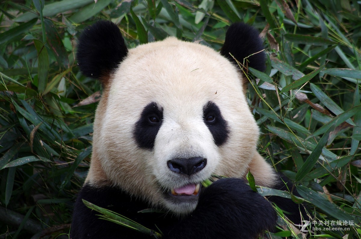 游玩动物园1......