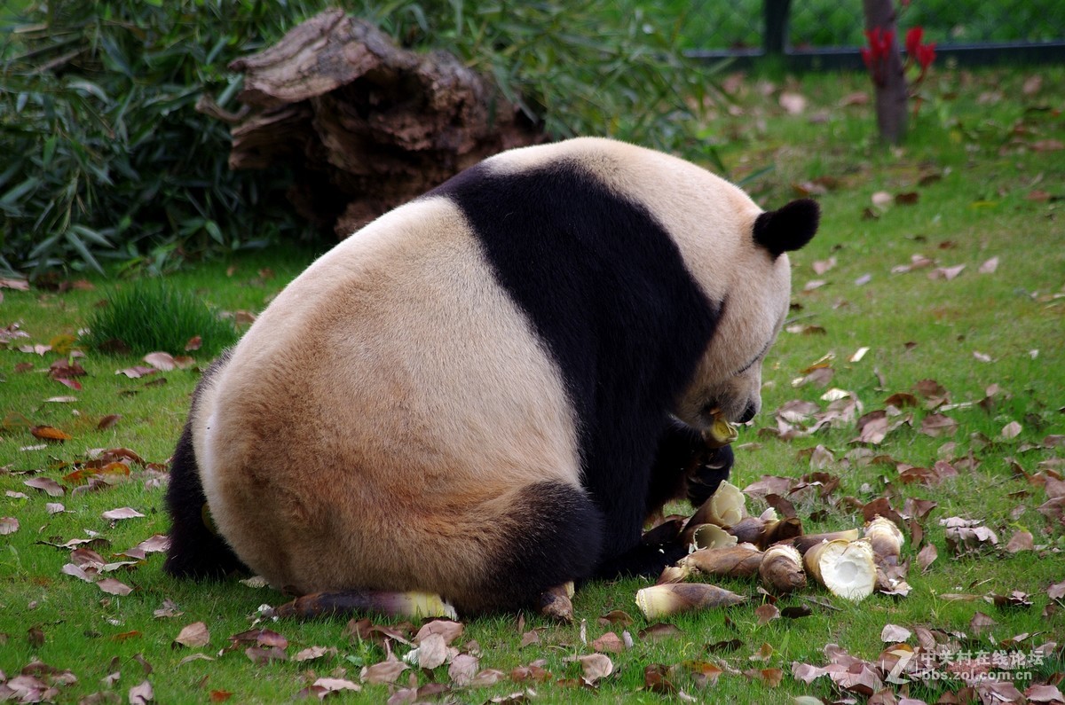 游玩动物园1......