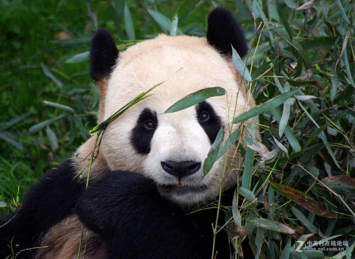 游玩动物园1......