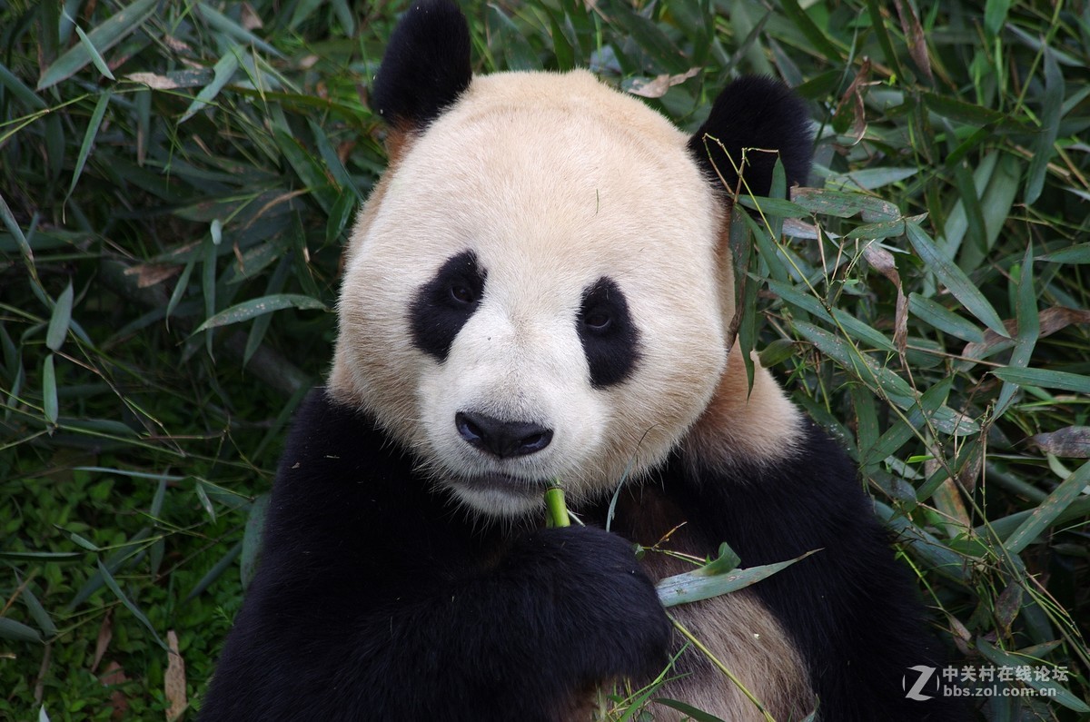 游玩动物园1......