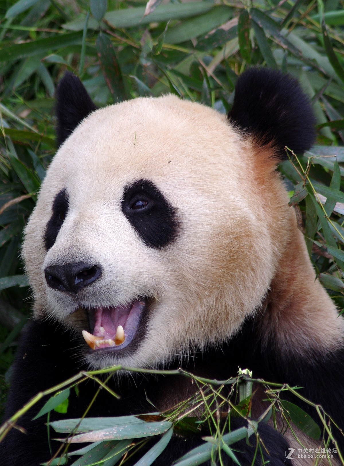 游玩动物园1......