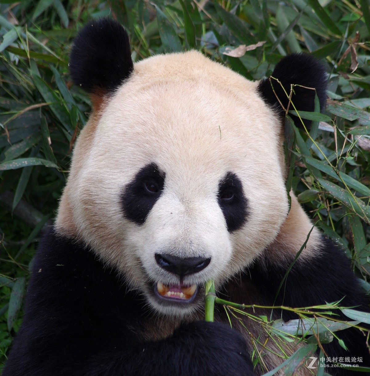 游玩动物园1......