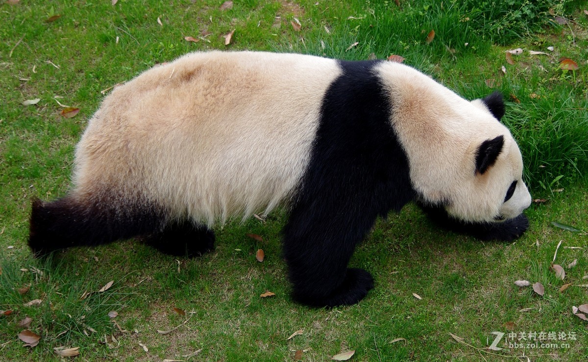 游玩动物园1......