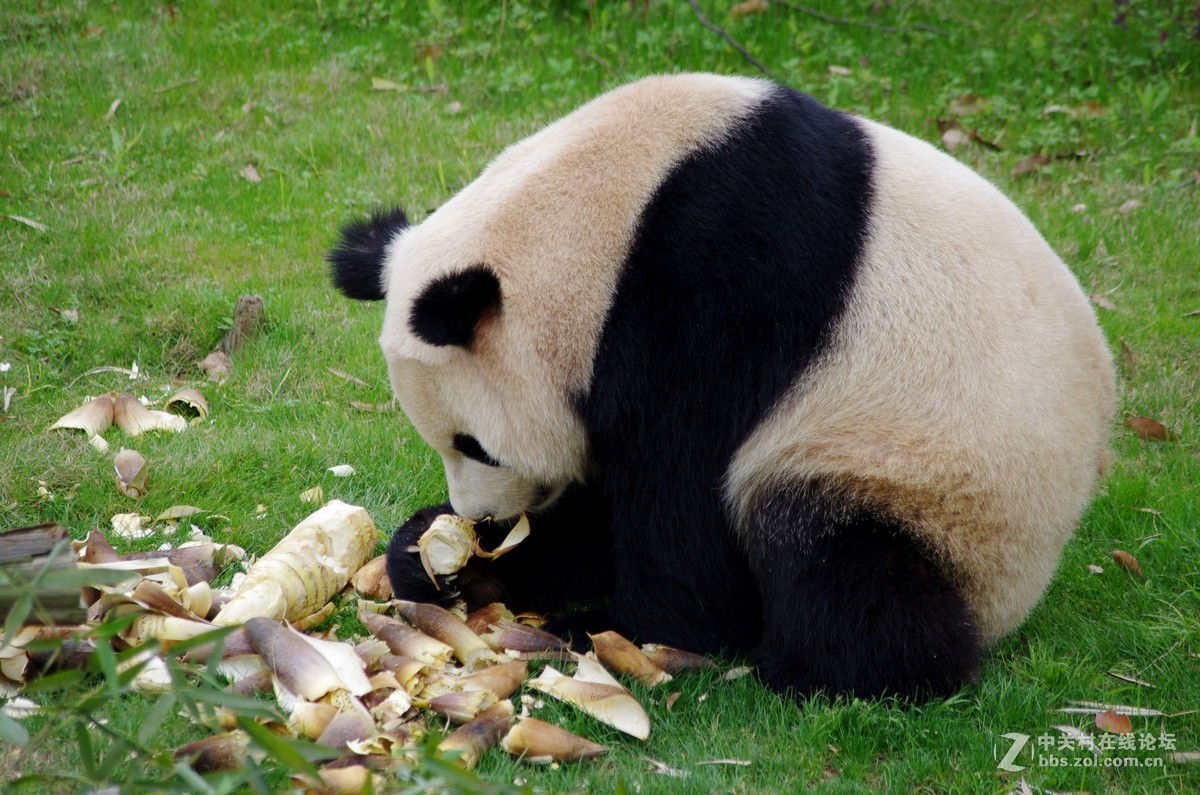 游玩动物园1......